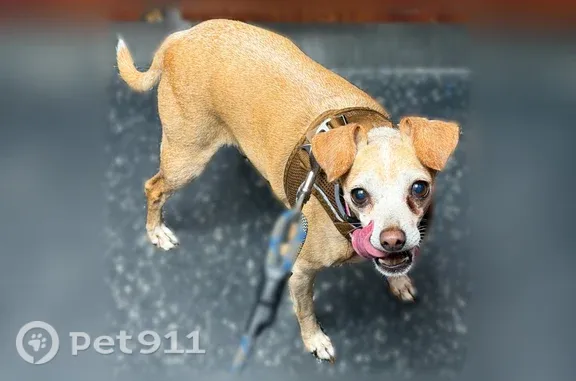 Lost dog, 3rd Avenue, 7124, Brooklyn — female, tan Chihuahua mix - photo