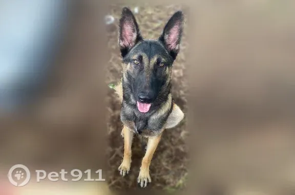 Lost male dog, 16th Street West, 2909, Bradenton — tan and black German shepherd Malinois mix - photo