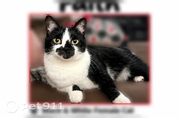 Lost cat, Weidman Road, 755, Town and Country — very small female indoor cat - photo