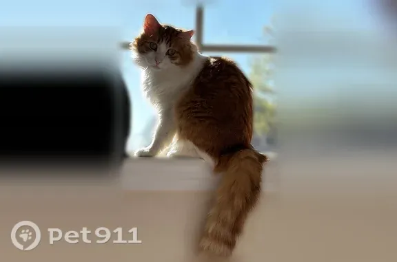 Lost male cat, Bristol Glen Drive, 6443, Bartlett — very sweet, won't let you pick him up - photo