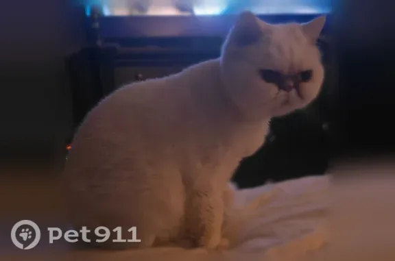 Lost Cat, El Paso, Texas, Tempe — female all-white Persian with a flat face - photo