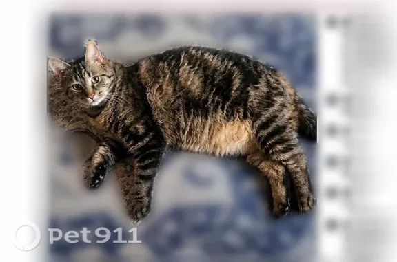 Lost cat, Hodge Road, Lancaster — reflective breakaway collar - photo