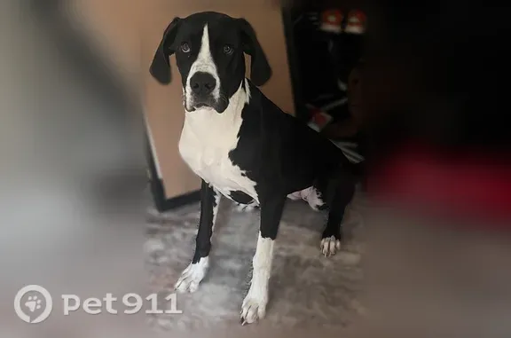 Lost female dog, Division Street, 8599, Bancroft — spooked at Vista Royale Campground - photo
