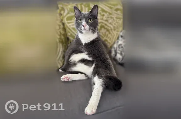 Lost male cat, West Drayton, 540, Ferndale — white paws and chest - photo