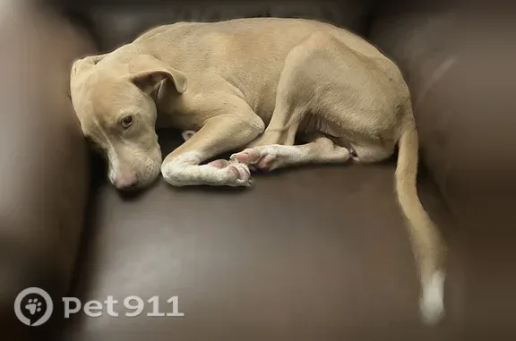 Found dog Tupelo, photo: Found female dog, McCullough Boulevard, 3400, Tupelo — light yellow eyes