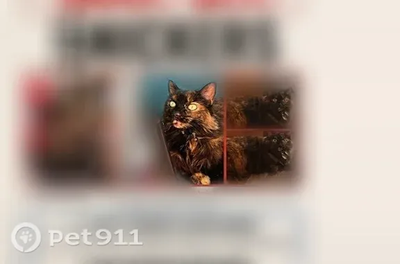 Lost cat, Murray Boulevard, 578, Murray, Tucson — female, fluffy, light blue collar - photo