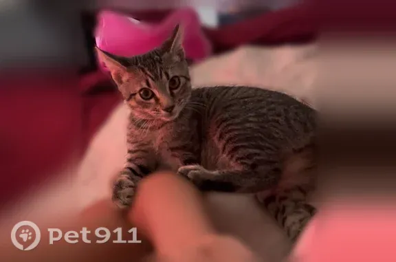 Lost cat, West 20th Street, 1845, Los Angeles — male gray tabby with yellow-green eyes - photo