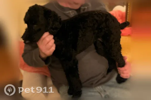 Lost and found pets Seattle, photo: Found dog, 32nd Avenue South, Seattle — female black puppy