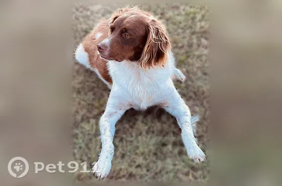 Rusty looks like a bird dog, brown and white spotted coat. He is older and he may sound like he can’t catch his breath at times. He is not aggressive.