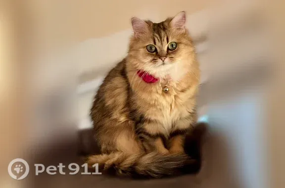 Lost female cat, Nuthatch Knob, 12, Glastonbury, Glastonbury Center — golden tabby with green eyes - photo