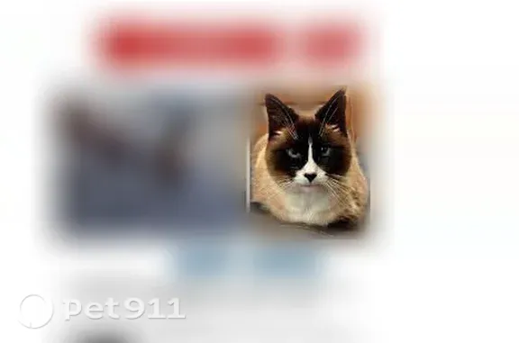 Lost cat, Northeast 26th Avenue, 11805, Vancouver — female Siamese with 2 notches in her left ear - photo