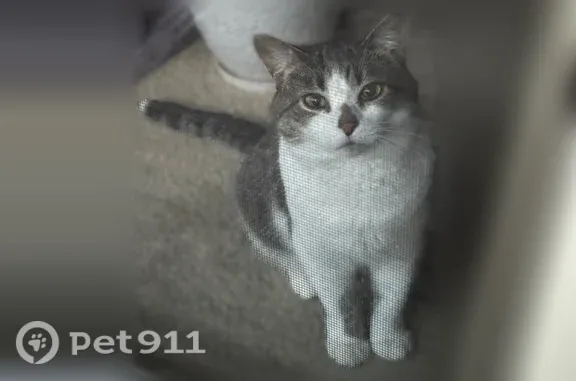 Lost cat, Cedar Cove Drive, 6880, Dayton — female, easily scared - photo