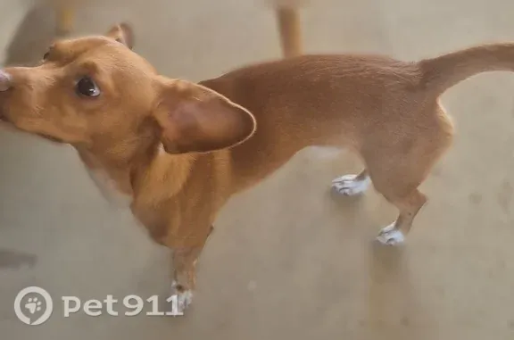 Lost dog, Mesa, Arizona, Phoenix — male, reddish-brown weenie dog - photo