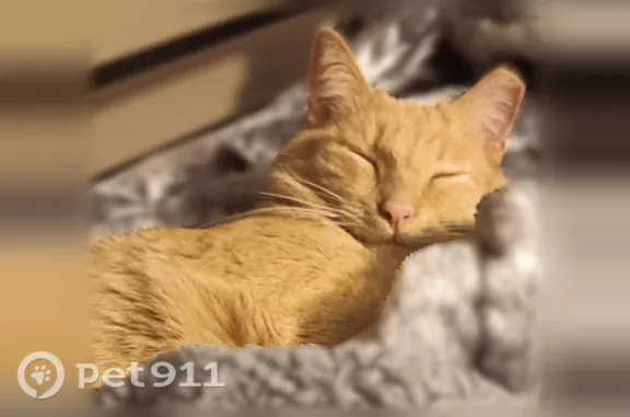 Lost male cat, Andaman Street, Sun Prairie, Schaumburg — light orange tabby with a clipped right ear - photo