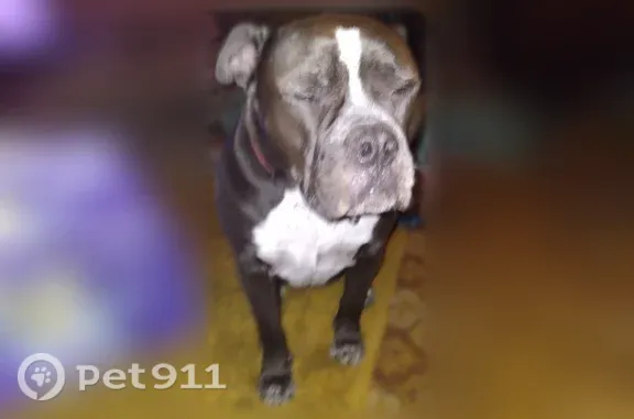 Lost dog, Councilman Road, Salyer — female American bulldog mix with red collar - photo
