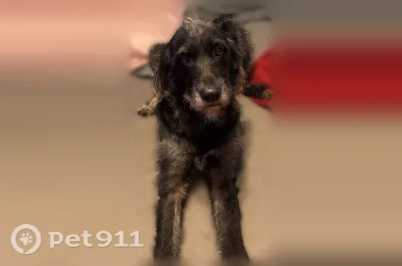 Lost dog, South Sunset Street, 405, Ponca City — large black female dog - photo