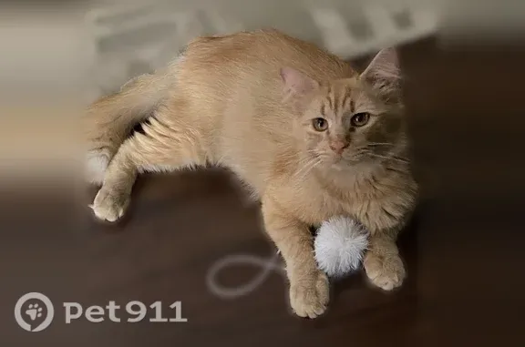 Lost cat, Laurelcrest Drive, 2668, Memphis, Bartlett — big orange indoor cat - photo