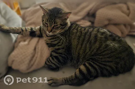 Lost and found pets Omaha, photo: Lost cat, Gretchen Drive Southwest, 1834, Cedar Rapids, Omaha — male gray tabby