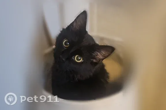 Lost and found pets Omaha, photo: Lost cat, Gretchen Drive Southwest, 1834, Cedar Rapids, Omaha — male with a fluffy black tail