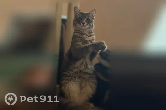 Missing cat Sunnyvale, photo: Lost male cat, Sand Pointe Lane, Bay Point, Sunnyvale — sweet and calm