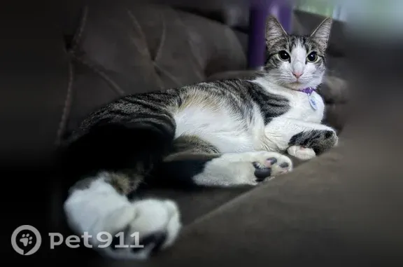 Lost cat, Cowden Street, 256, Central Falls, Arlington — male with a purple collar and chip - photo