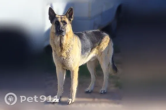 Missing dog Male, Tucson (usl548247) - photo