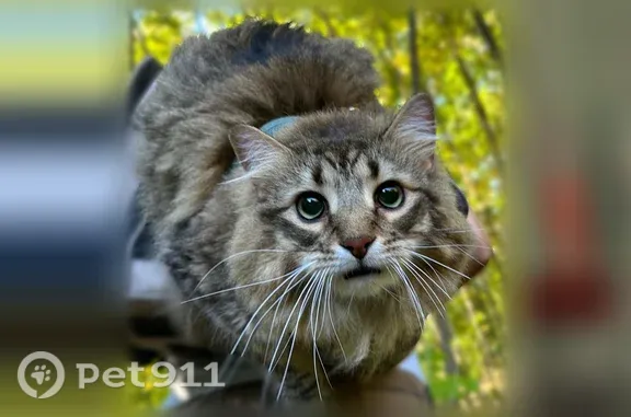 Lost cat, Main Street, 45, Hamden — large male with green eyes - photo