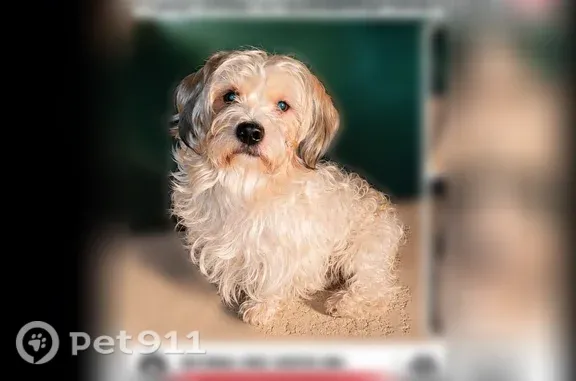 Lost Dog, West Calle del Sol, 10907, Phoenix — Male, White and Gold - photo