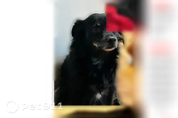 Lost dog, female, West Schuster Avenue, 300, El Paso — bowlegged with a whitening muzzle - photo