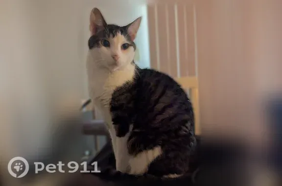 Lost cat, West 105th Place, 4737, Oak Lawn — male with a white front and face - photo