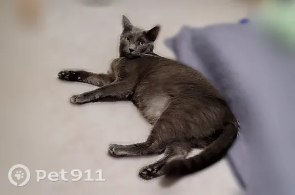 Lost cat, Solstice Avenue, 1105, Merced — friendly male with a long tail - photo