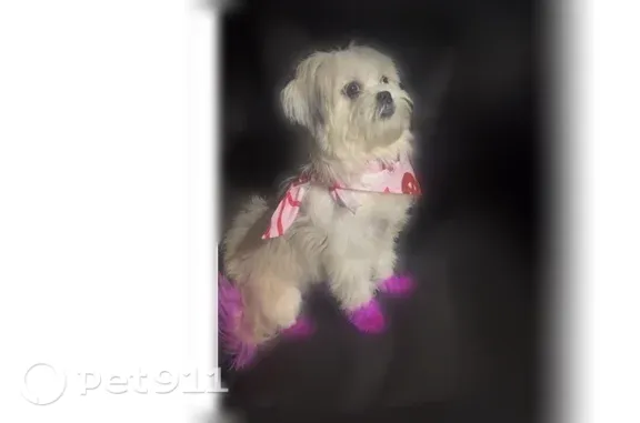 Missing dog Cleveland, photo: Lost Dog, East 103rd Street, 4061, Cleveland, Cleveland — Female White Shih Tzu