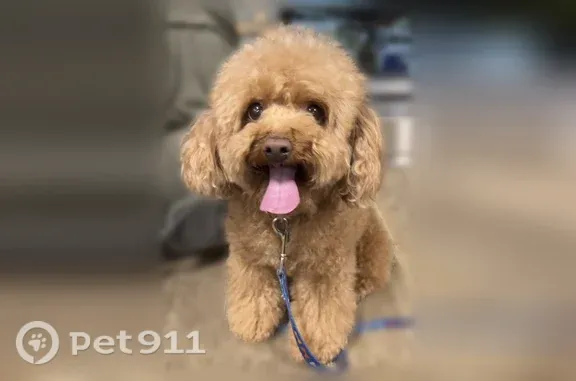 Missing dog Renton, photo: Lost female dog, South 278th Street, 2175, Federal Way, Renton — loves people