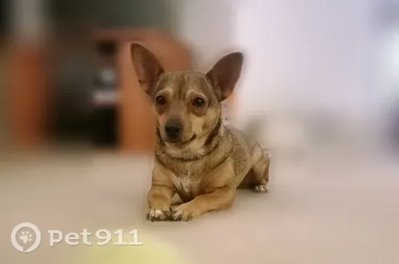 Missing dog Atlanta, photo: Lost dog, Lakewood Terrace Southeast, 1831, Atlanta — small female chihuahua needing medication
