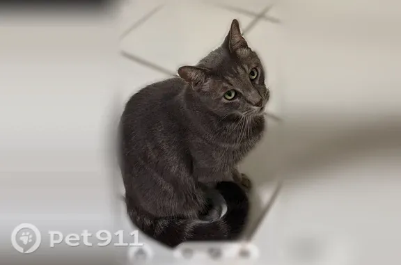 Lost male cat, Shannon Hills Drive, 12533, Houston — grey with white stripes - photo