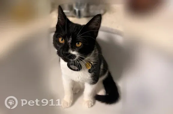 Lost cat, East Day Mount Spokane Road, 11125, Mead, Bothell — small, friendly female with stubby legs - photo