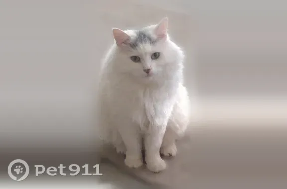 Lost cat, West Landmark Court, 10391, Boise — male with one flipped-over ear - photo