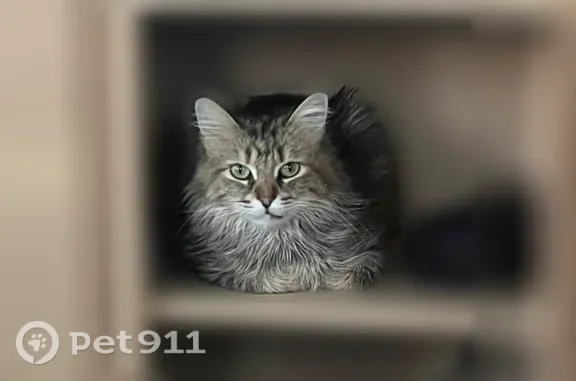 Lost female cat, West Long Lake Road, 17975, Goodyear — small Norwegian Forest cat - photo