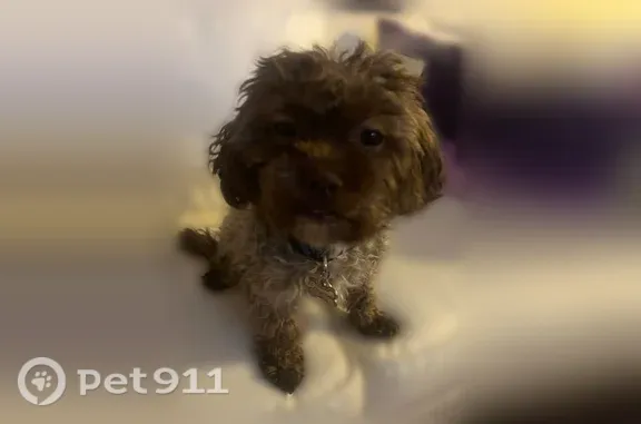 Lost Dog, Decatur, Illinois, Euless — female with green eyes - photo