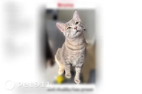 Lost male cat, Oakwood Avenue, 1259, Columbus — domestic shorthair - photo