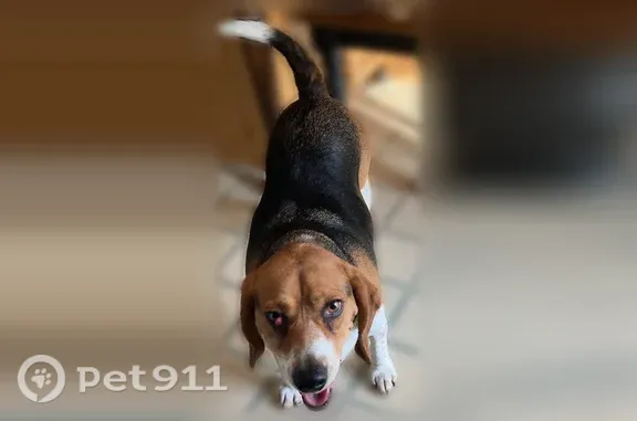 Lost male dog, Aurora Drive, 14617, Woodbridge, Woodbridge — Beagle with cherry eye - photo