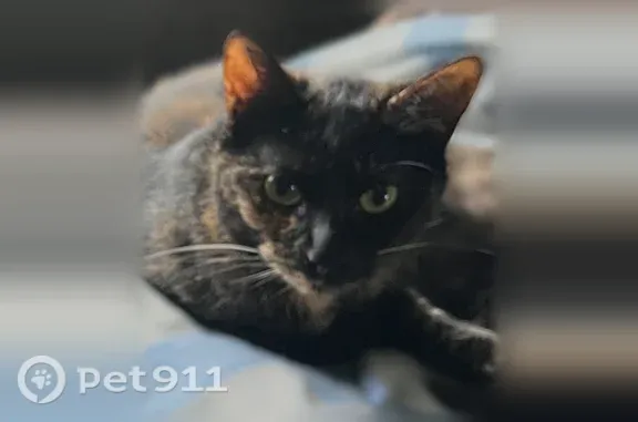 Lost cat, female, Sanders Road, 590, Oxford Charter Township, Oxford — friendly tortoiseshell - photo