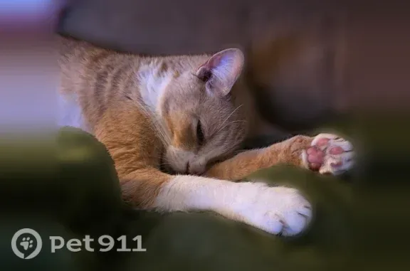 Lost male cat, City Common Plaza, Orlando — neurological condition - photo
