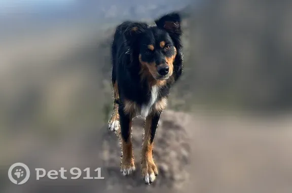 Missing dog Albuquerque, photo: Lost dog, Schell Court Northeast, 2565, Albuquerque — male Australian Shepherd with a burgundy collar