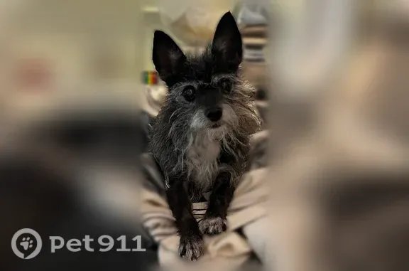Lost male dog, Chatham Hill Road, 5722, Dallas — deaf and blind - photo