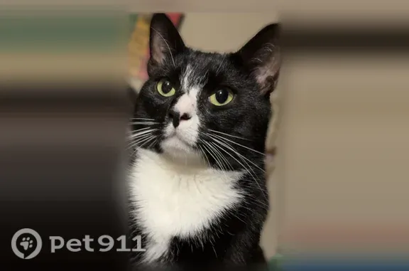 Lost cat, Juniper Street, York — male with yellow/green eyes - photo