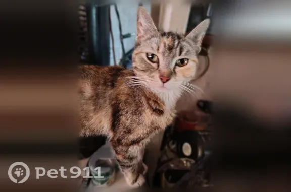 Lost cat, Tanbark Street Southeast, Washington, Olympia — female calico/tabby - photo
