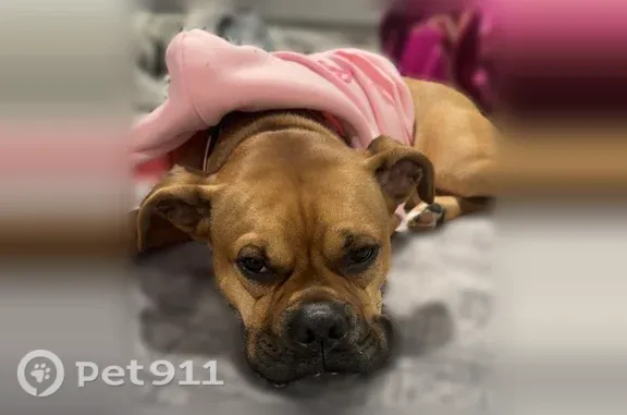Missing dog Female, Hoover (usl548289) - photo
