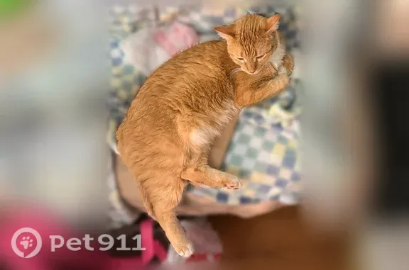 Lost female cat, West Florida Avenue, 1380, Denver — very shy around people - photo