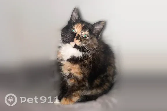 Lost cat, 5th Avenue, 2448, Altoona — female with a fluffy tail - photo
